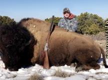 bison_7520